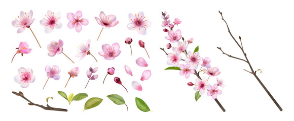 Wall Mural - Sakura blossom. Japan flower petal, spring pink bud and twigs, nature leaf material and cute floral oriental Japanese plants. Cherry blossoms, botanical elements. Vector isolated realistic set