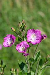 Wall Mural - Close up of great willwherb (epliobium hirsutum) flowers in bloom