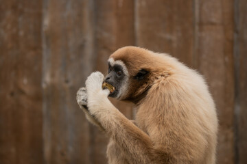 Female gibbon sitting in her enclosure eating. Close-up portrait. (Hylobates lar)