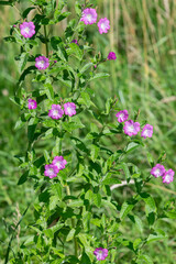 Wall Mural - Close up of great willwherb (epliobium hirsutum) flowers in bloom