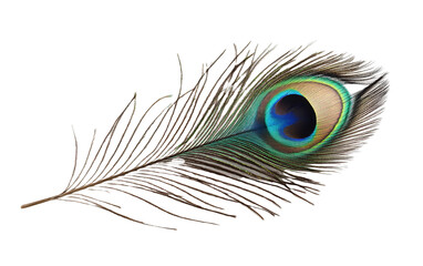 Peacock feather animal bird isolated on white or transparent background