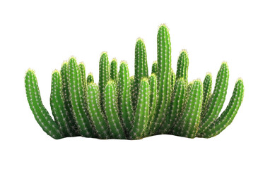 Cactus isolated on white or transparent background