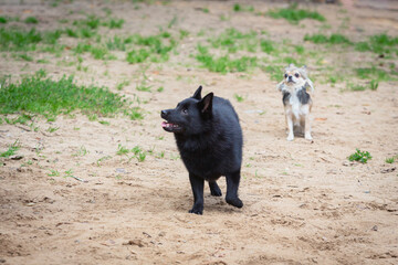 A Schipperke dog plays on the field.