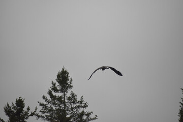 Parc Mauricie Lac Wapizagonke Et Sentier National 7 Septembre 2024