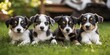 © StockUp - Four cute puppies lie together in the grass, gazing curiously at the camera, with plants and sunlight in the background.