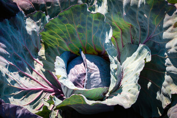 cabbage in the garden