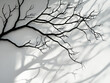 © karenfoleyphoto - Tree branch shadow background