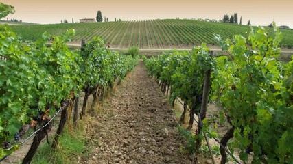 Wall Mural - Flight between rows of vineyards in Italy in the Chianti Classico area on the hills near Florence at sunset. Rows of Italian vineyards. Red grapes on vineyard rows, Tuscany. Italy.