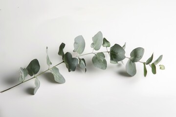 Wall Mural - Close-up of a branch of eucalyptus leaves on a white background