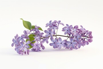 Wall Mural - Close-up of a bouquet of fresh flowers on a white background, ideal for use in editorial or commercial contexts