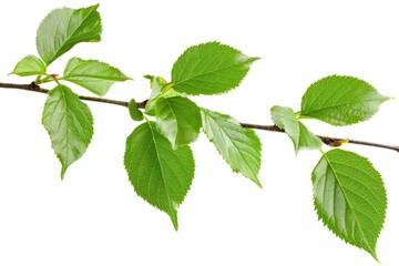 Wall Mural - A branch from a tree with lush green leaves