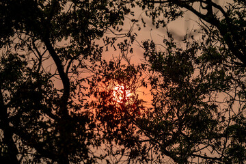 Reddish sun through tree branches. Smoke and pollution from forest fires