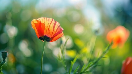 Poster - Poppy Flower in a Field