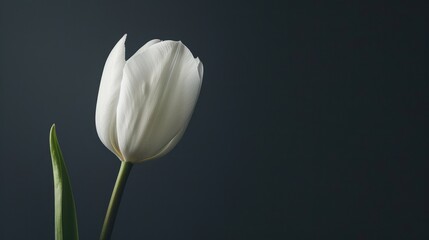 Poster - Single White Tulip on a Dark Background