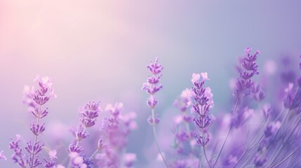 Wall Mural - Soft Pastel Lavender Field