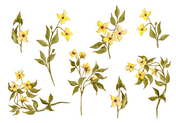 Spring flowers. Yellow buttercups. Watercolor wild flowers set. Floral isolated green twig for your design