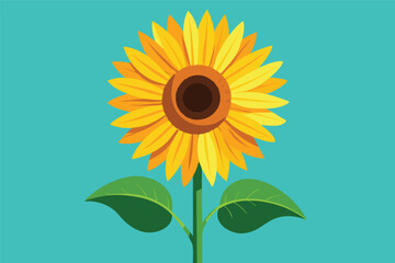Poster - Bright sunflower blossom with vibrant yellow petals and lush green leaves against a solid turquoise background showcasing its natural beauty