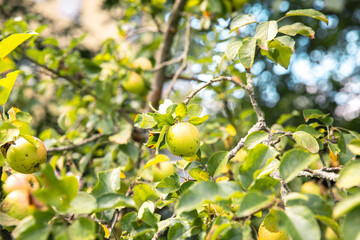 Apples growing on bright green tree branches in orchard, sunny day nature, fresh fruits concept