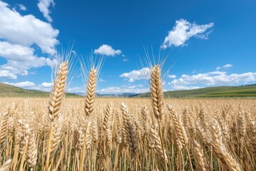 Poster - Wheat field under blue sky with clouds