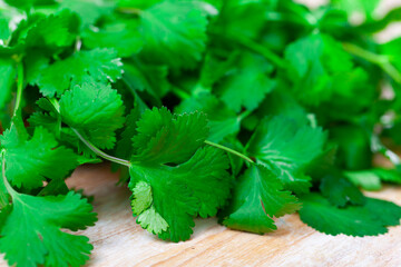 Fresh fragrant bunch of cilantro on a wooden surface, cooked for cooking. Close-up image