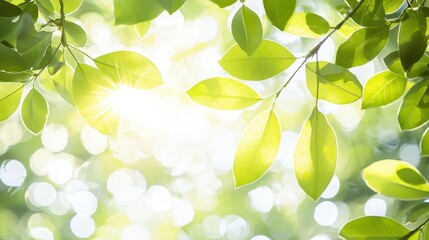 Wall Mural - Green Leaves Sunlight Bokeh Nature Background