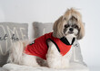 © Carlos - fotografias pet dog Shih tzu