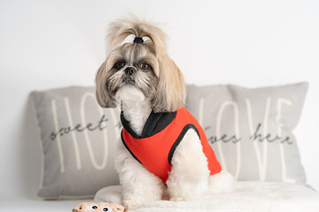 fotografias pet dog shih tzu