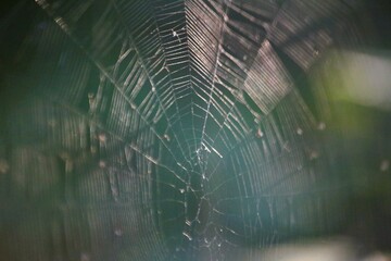 spider web in the morning