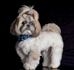 fotografias pet dog Shih tzu