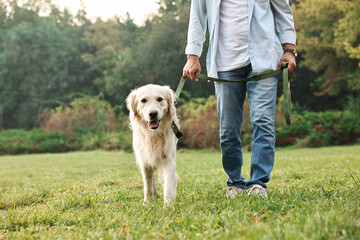 Poster - Man with cute Golden Retriever dog walking on spring day, closeup