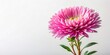 © Sayfar - Vintage aster flowering plant with its delicate pink petals is captured in this stunning stock photo against a pristine white background creating a visually appealing composition
