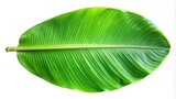 background, clipping path, fresh, green, nature, natural, close-up, stock image, decoration, vivid colors, Banan leaf placed on a plain white background isolated with a clipping path
