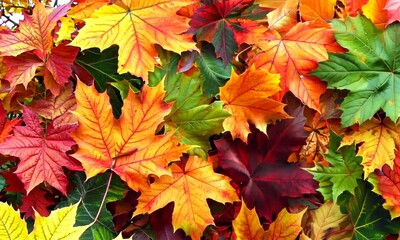 Wall Mural - autumn maple leaves background: green yellow orange red and brown Video