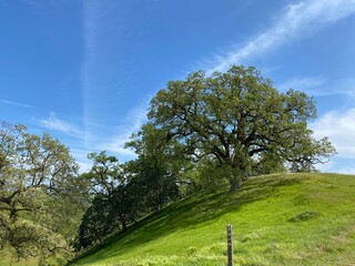 Trees on field against sky