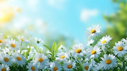 Poster - A Close-Up of Daisies in a Field with a Blurry Background