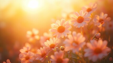 Wall Mural - Daisies in Golden Sunlight