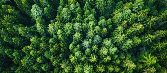 Wall Mural - Drone Aerial Top View Of Lush Green Trees Growing In Woodland In Mountain In Countryside