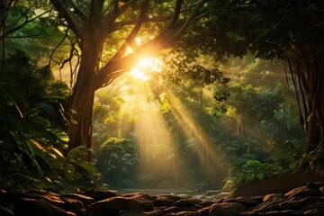 Canvas Print - Jungle sunlight tree outdoors.