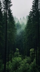 Wall Mural - Pine forest nature outdoors woodland.