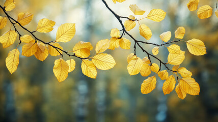 Wall Mural - Delicate birch leaves in shades of gold against a sun dappled background of trees 