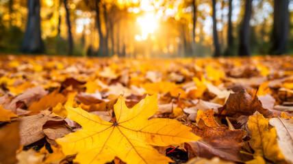 Canvas Print - Fallen yellow and orange leaves on the ground with a sunlit forest in soft focus 