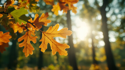 Poster - Oak leaves in warm autumn colors with a sunbeam and blurred tree trunks 