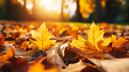 Canvas Print - Soft focus of fallen leaves in autumn hues with bright sun and blurred forest edges 