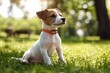 © ckybe - A cheerful puppy in a vibrant collar lounges in a sunlit park, radiating charm to attract future companions.