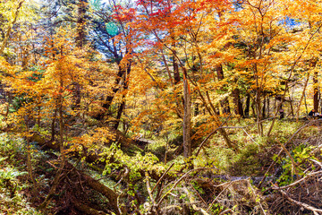 栃木県　日光の紅葉風景　　
