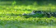 © TheWaterMeloonProjec - Crocodile concealed in water with floating vegetation displaying hunting instincts and natural disguise, stealthily waiting in a river within a lush environment.