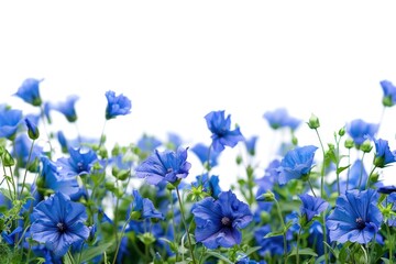 Wall Mural - Blue flowers geranium outdoors blossom.