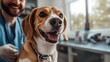 © Loki Stock - Veterinarian examining a happy beagle with a stethoscope in a bright clinic room