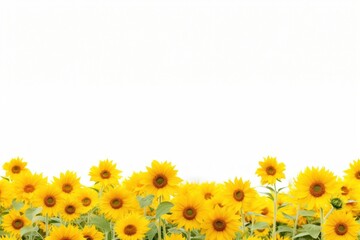 Canvas Print - Sunflower field nature backgrounds landscape.