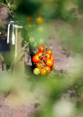 White cherry tomatoes on plants in the vegetable garden